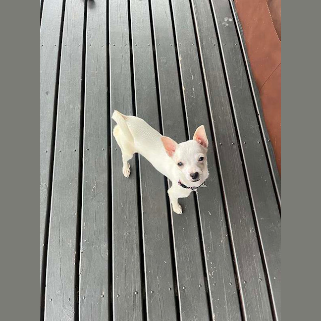 Photo of Ghost