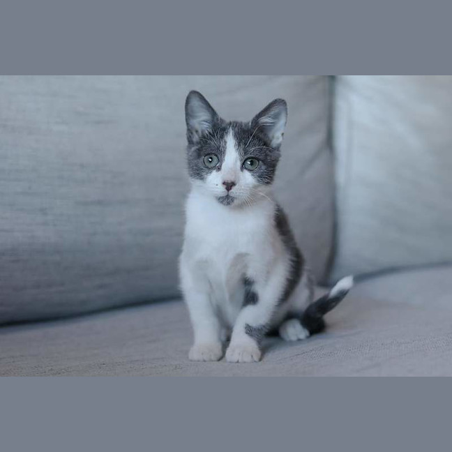 Photo of Smidge