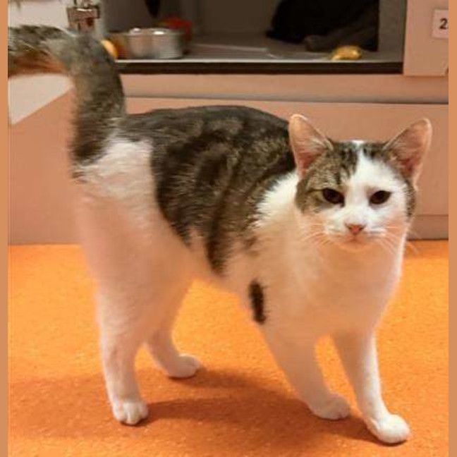 Photo of Gideon
