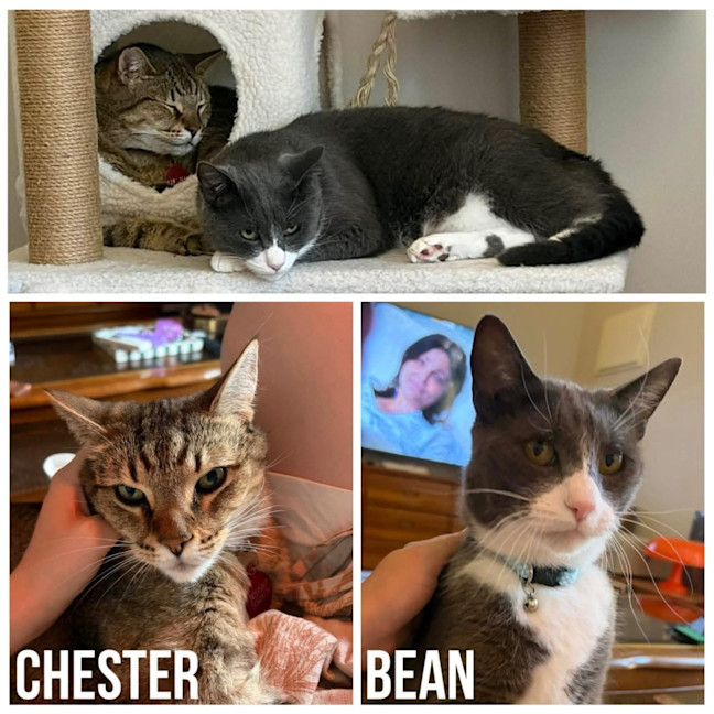 Photo of 13741 & 13742   Chester & Bean