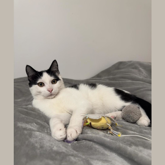 Photo of Smudge