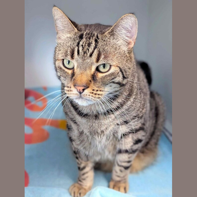 Photo of Loki