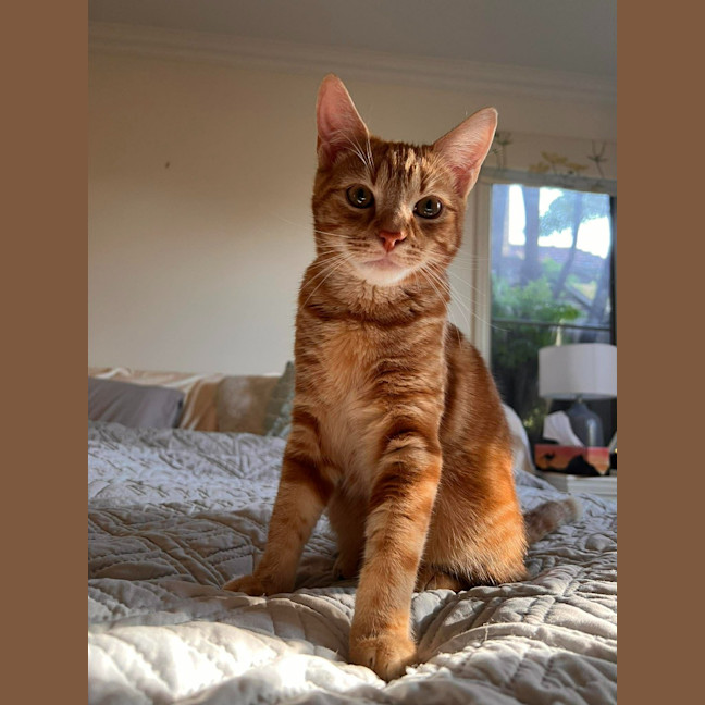 Photo of Dasher