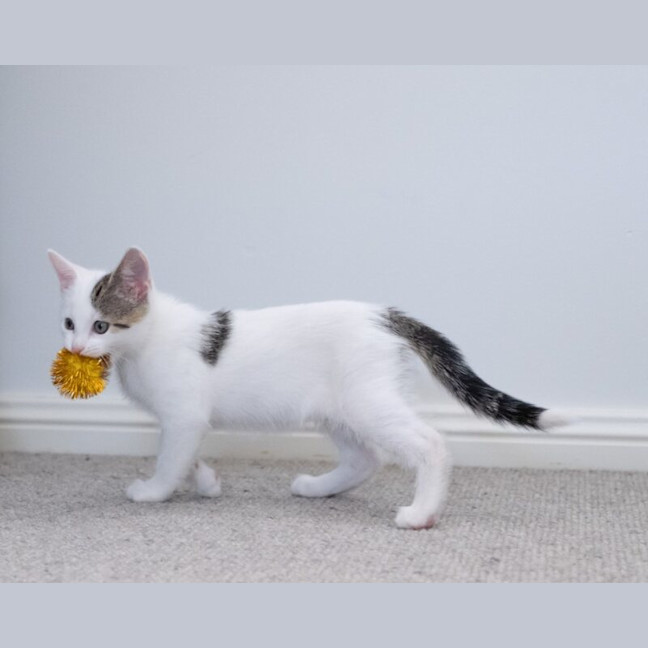 Photo of Apollo