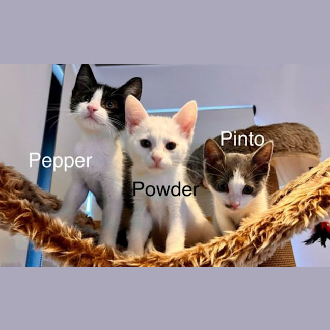 Photo of Pepper