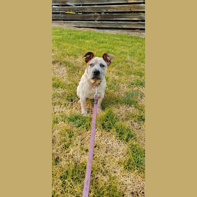 Photo of Muffin