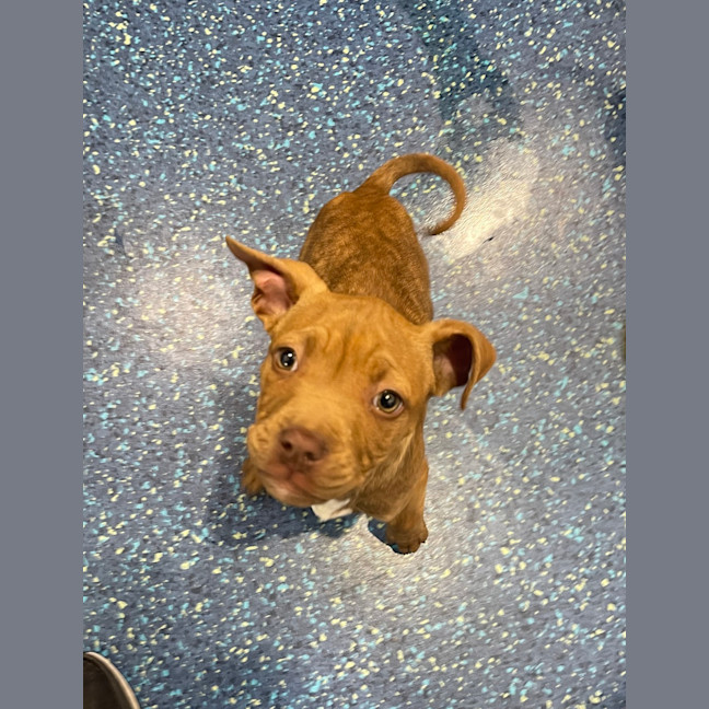 Photo of Willow