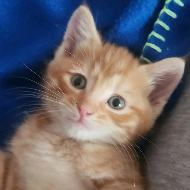 Photo of Arlo