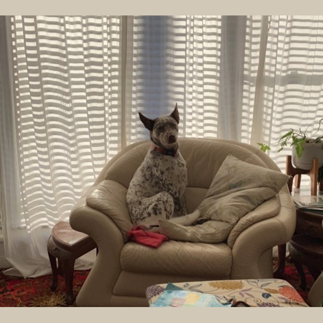 Photo of Willow   5 Year Old Cattle Dog X Kelpie