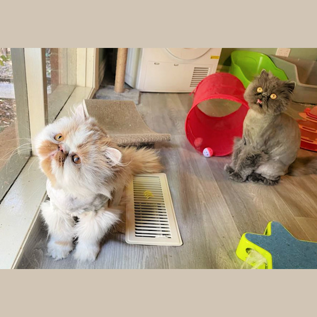 Photo of 🧡Artemis & Lula💙