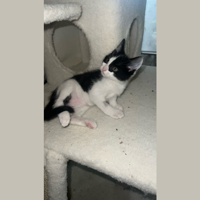 Photo of Rocket