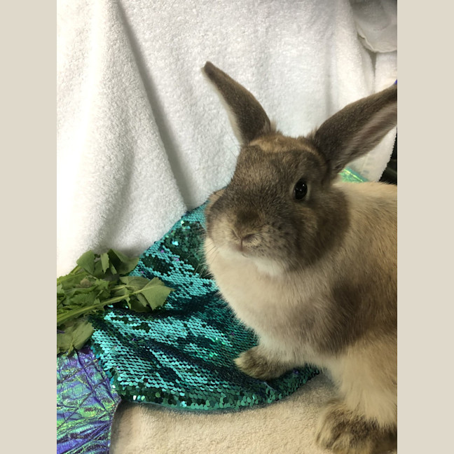 Photo of Celine (Bonded To Juliette)