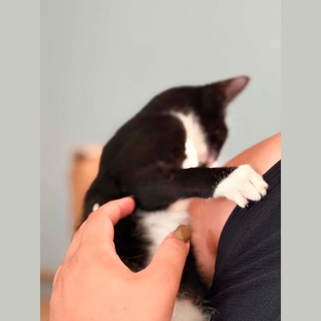 Photo of Chitty 