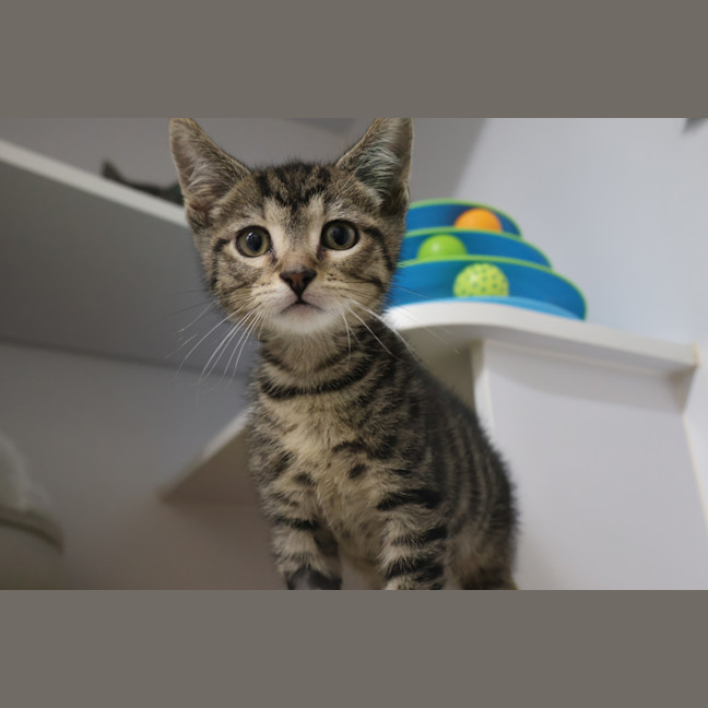 Photo of Squeak