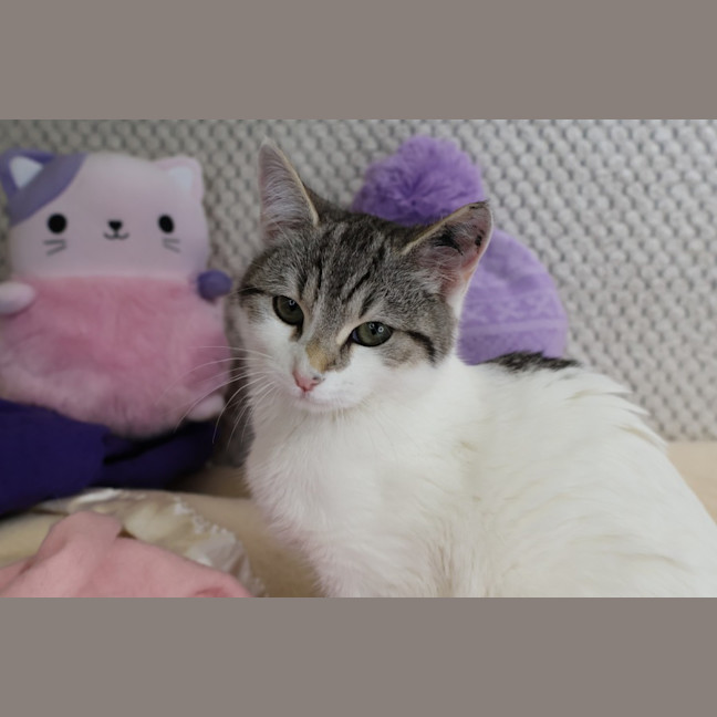 Photo of Rhinestone