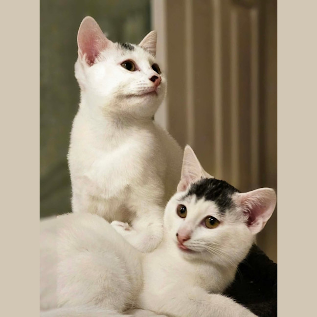Photo of Indy & Daisy