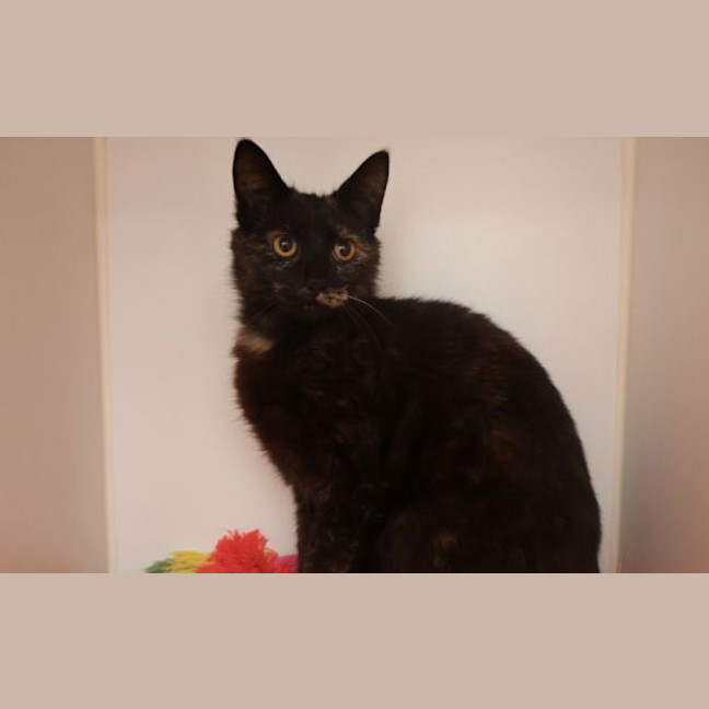 Photo of Lily
