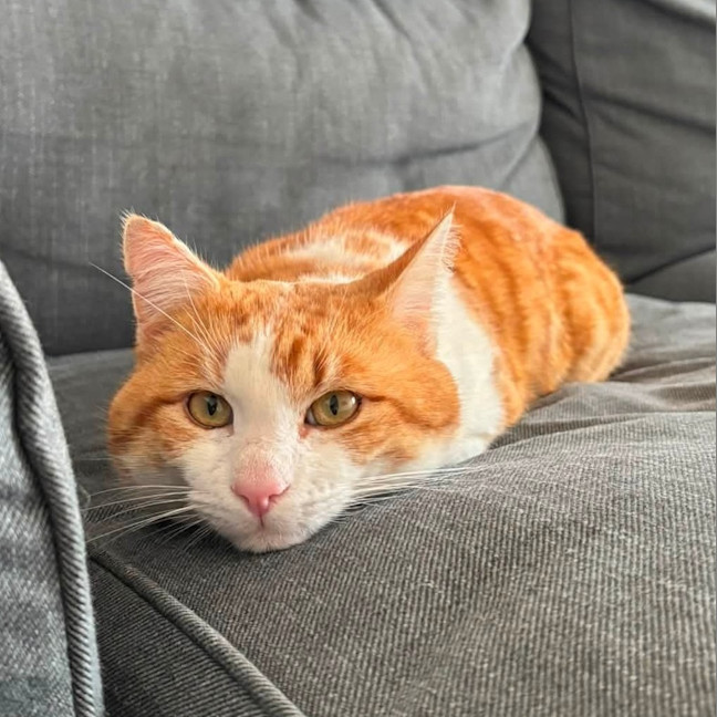 Photo of Big Red
