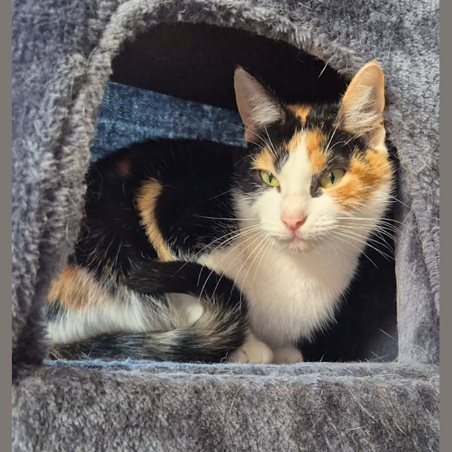Photo of Callie