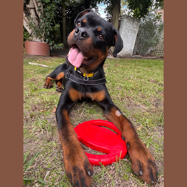 Photo of Bosco