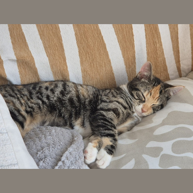 Photo of Cleopatra
