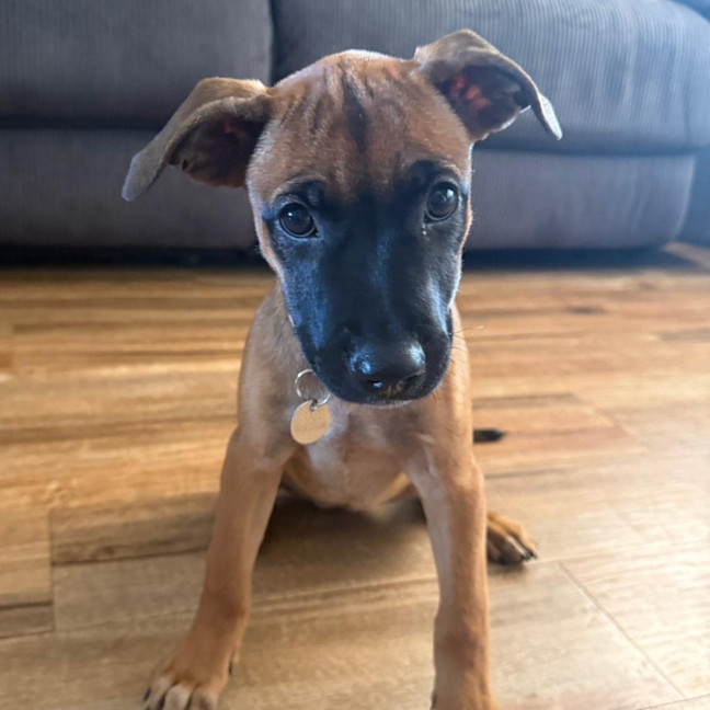Photo of Layla