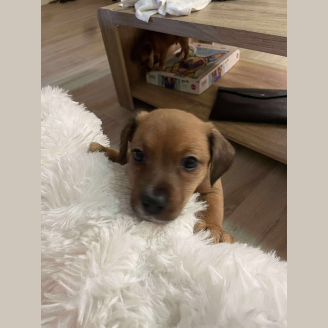 Photo of Mooshi