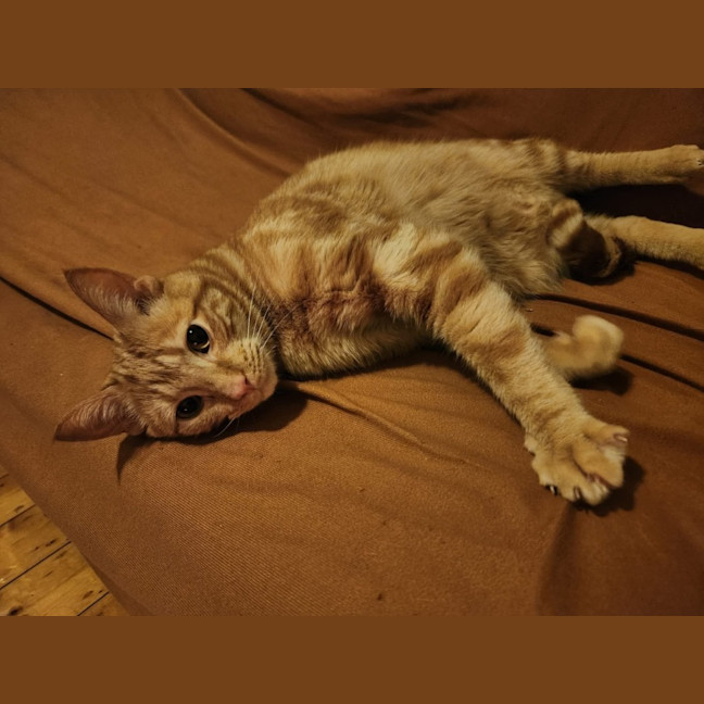 Photo of Toffee