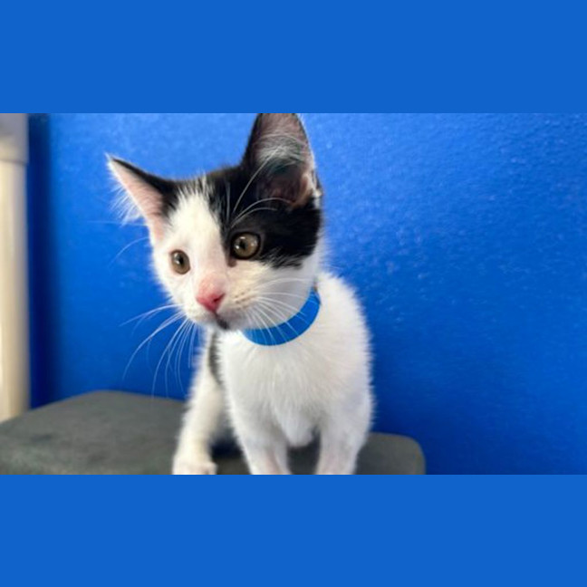 Photo of Pirate