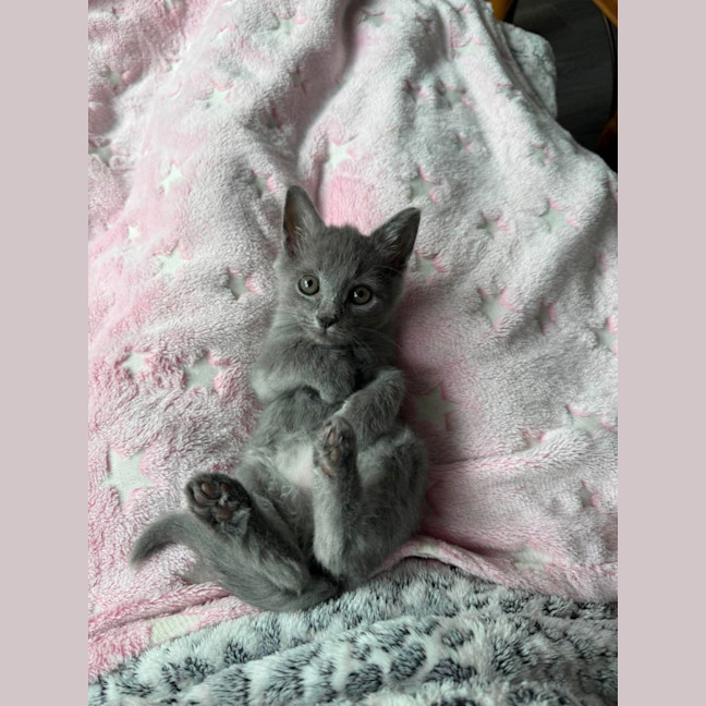Photo of Crinkle **2nd Chance Cat Rescue**