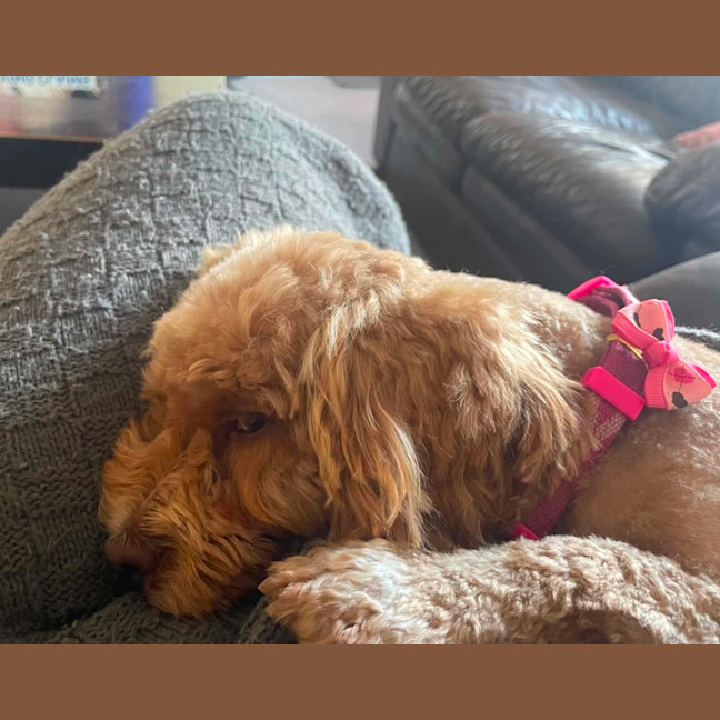 Pumpkin Pie - Small Female Poodle x Shih Tzu Mix Dog in VIC - PetRescue
