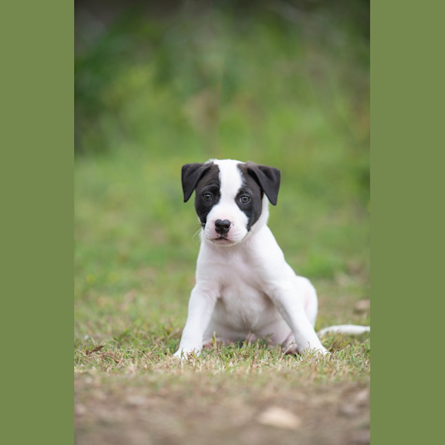 Photo of Loki