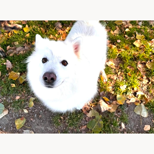Photo of Luna