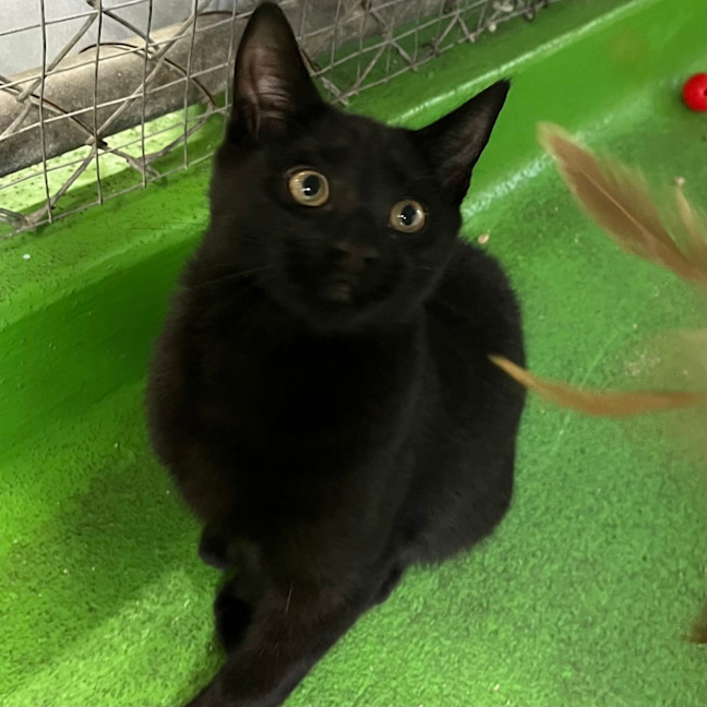 Photo of Nyx