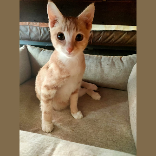Photo of Toby