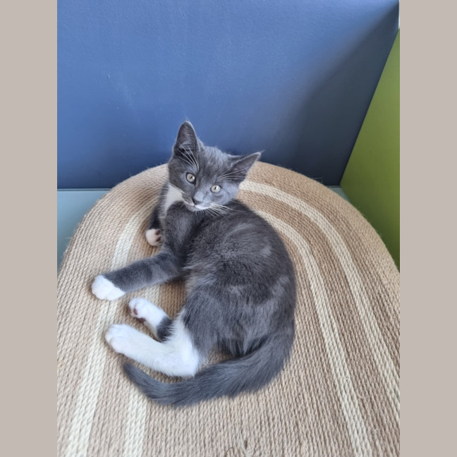 Photo of Louie