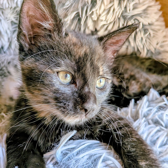 Photo of Fable
