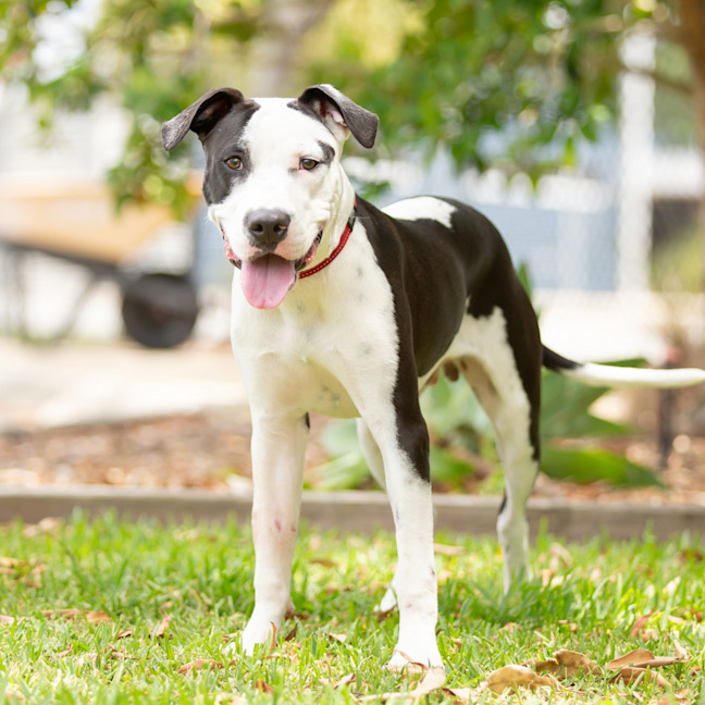 Photo of Snoopy