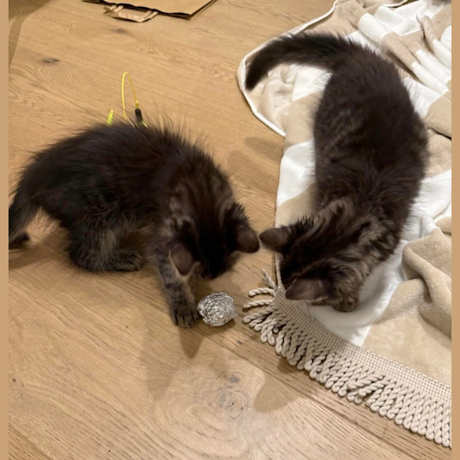 Photo of Lilly & Banjo