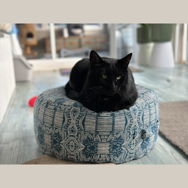 Photo of Bronson