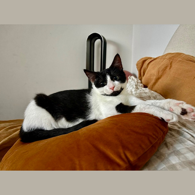 Photo of Pickle