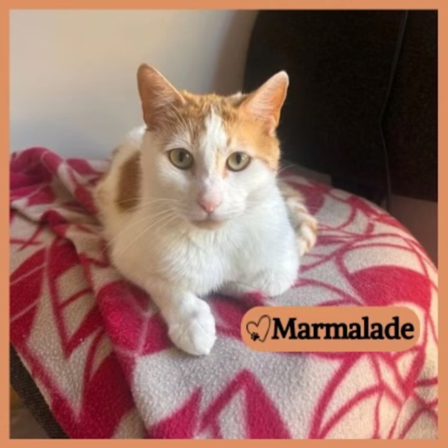 Photo of Marmalade