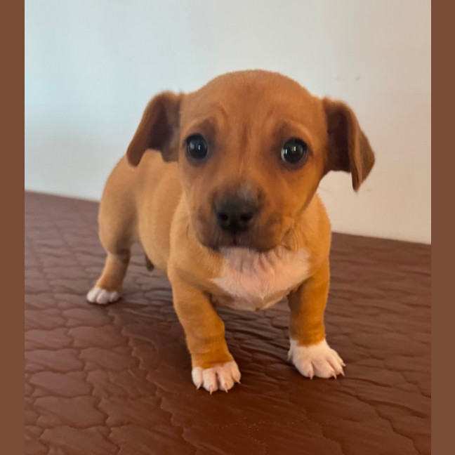 Photo of Crystal & Echo