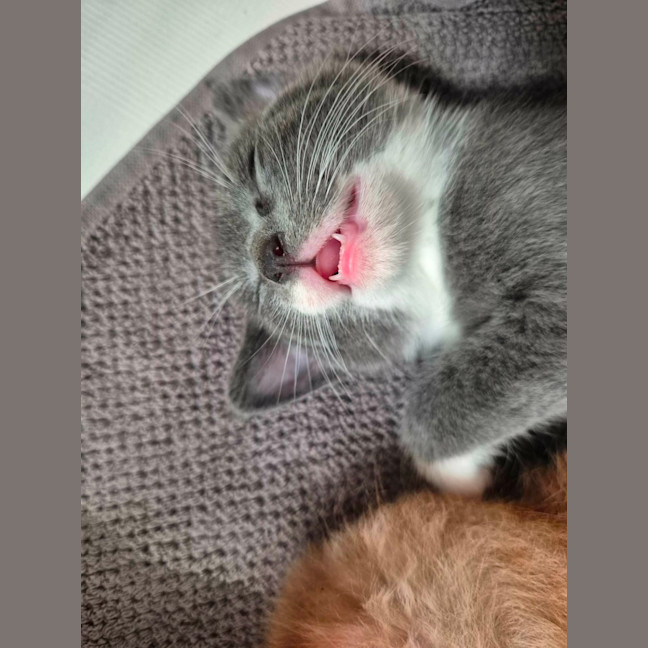 Photo of 🩵 Blue Jay 🩵