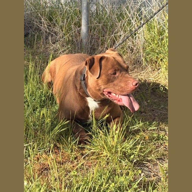 Photo of Digger 