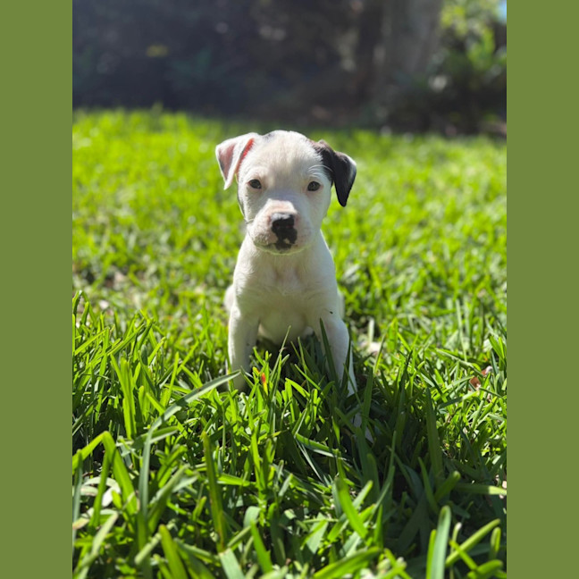 Photo of Sprocket