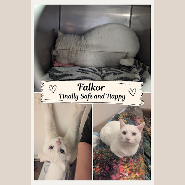 Photo of Falkor