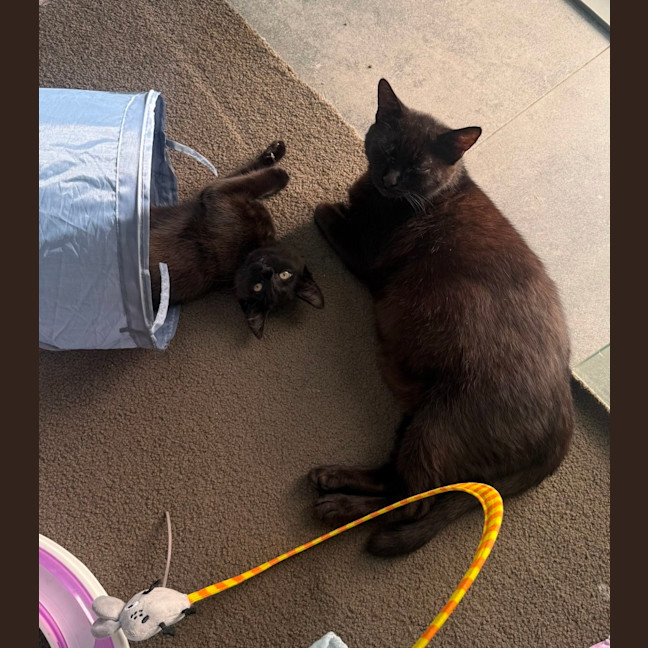 Photo of Mystique (With Panda)