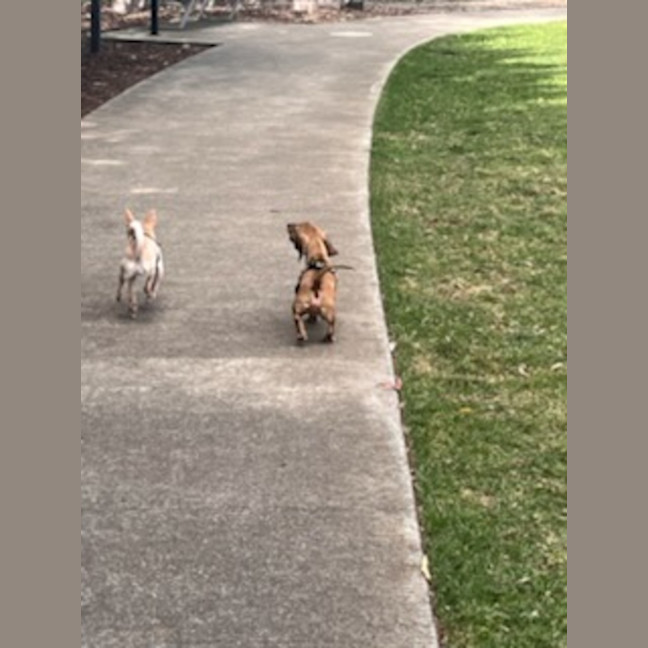Photo of Buddy & Aspen 