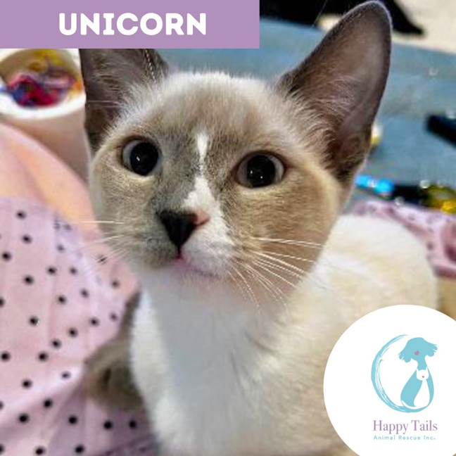 Photo of Unicorn